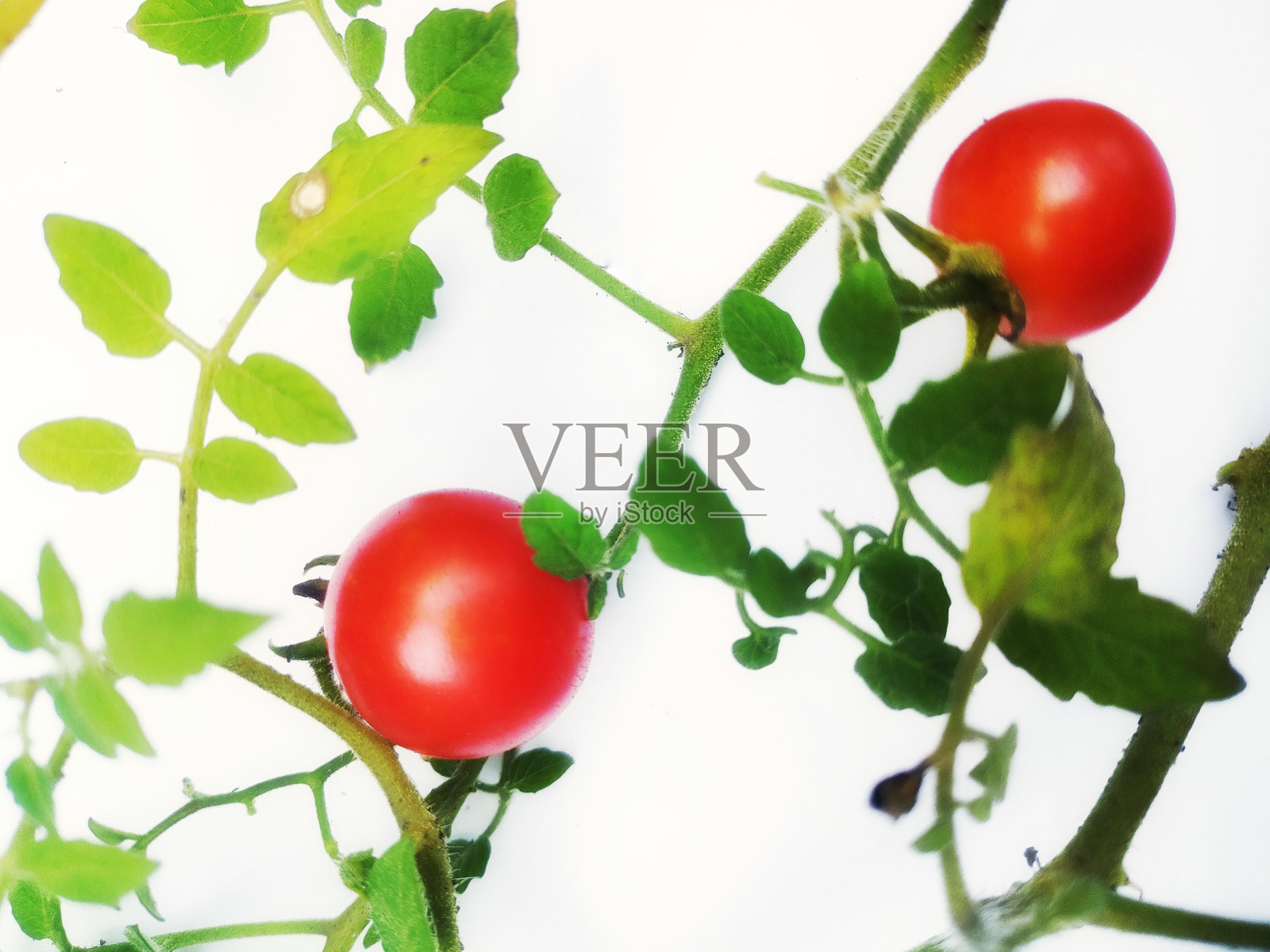 茄属番茄变种。照片摄影图片