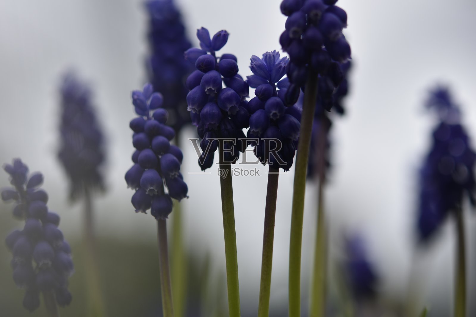 英国葡萄风信子照片摄影图片