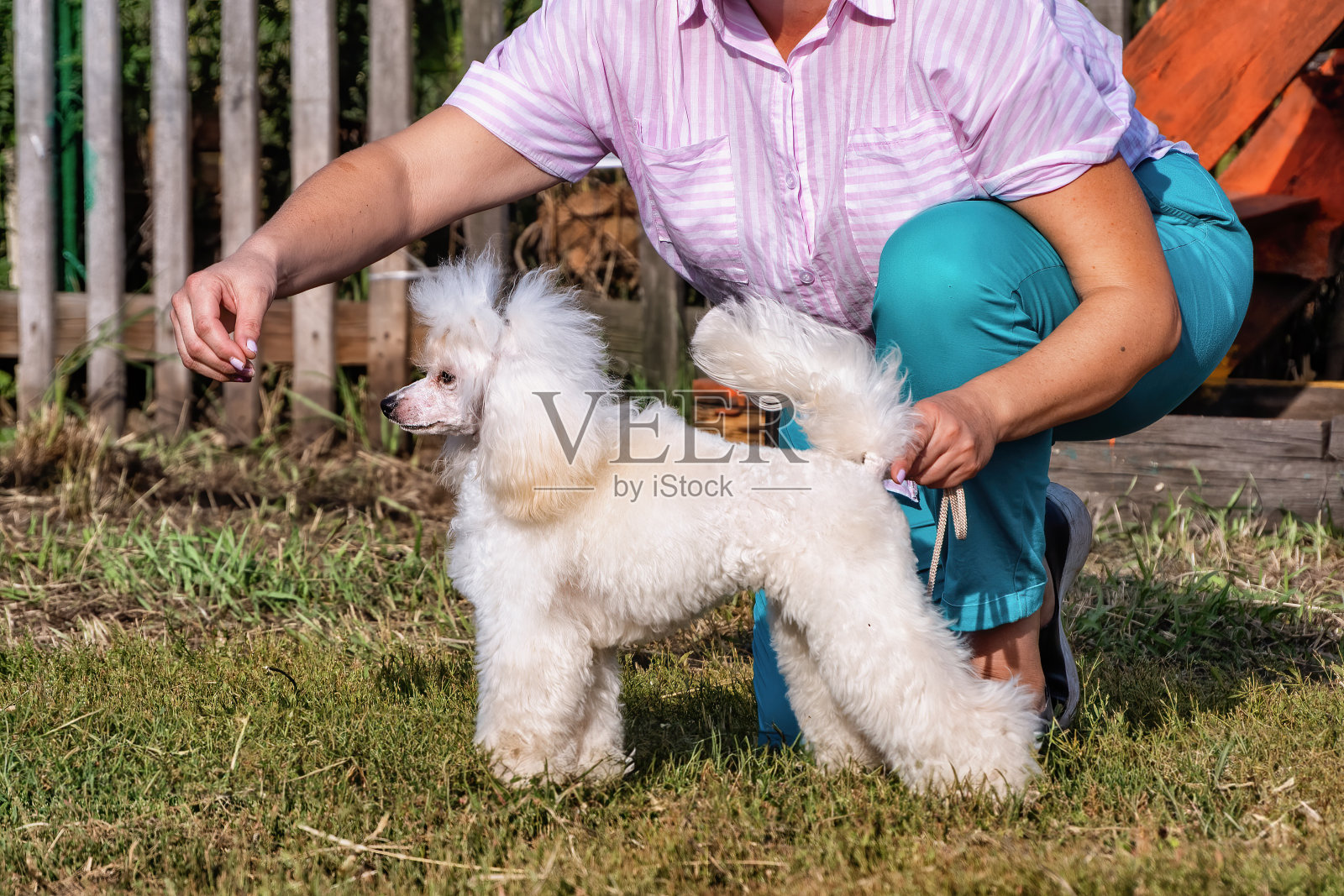 一只白色的贵宾犬。照片摄影图片