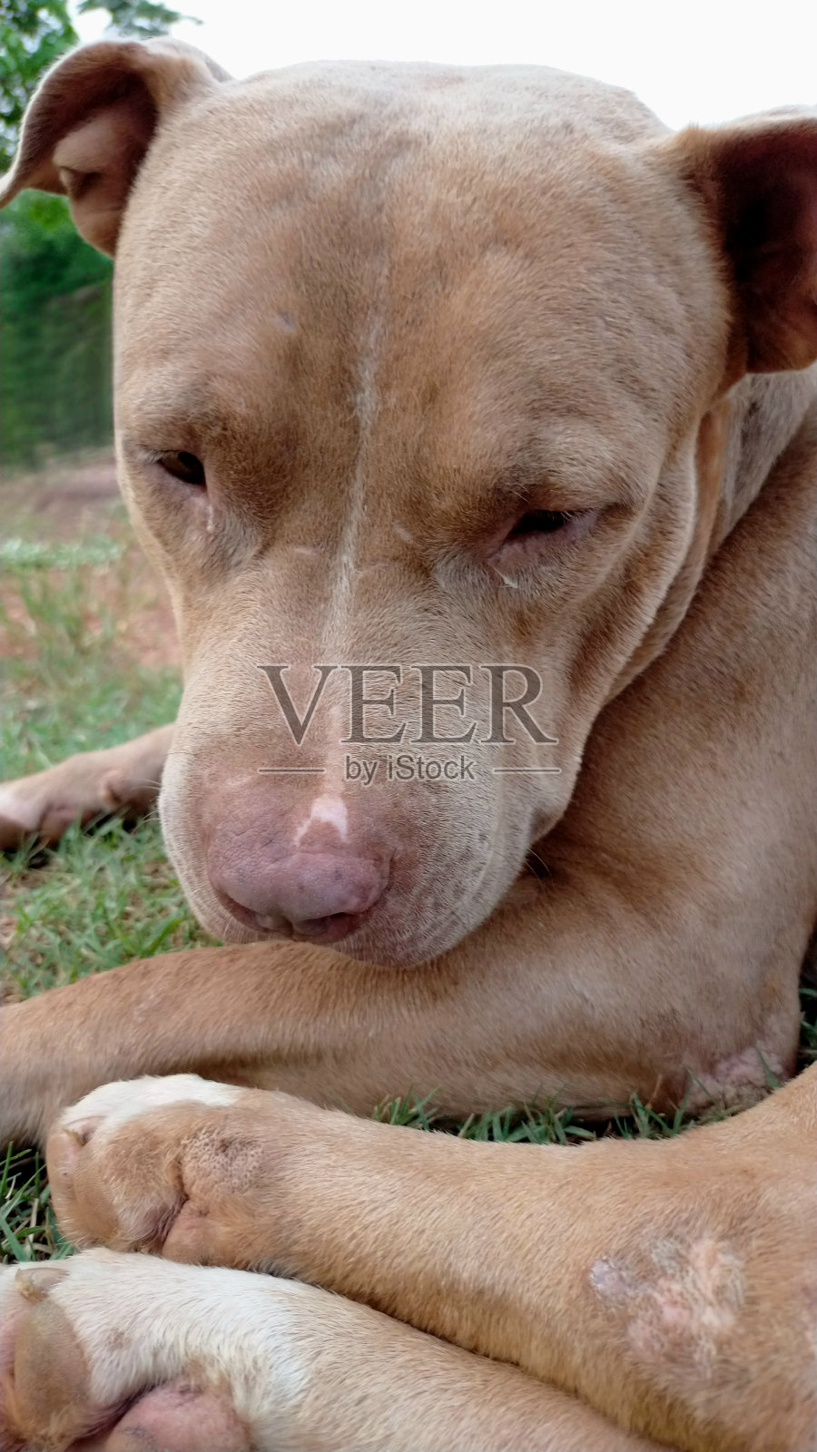 令人悲伤的生活,悲伤的狗狗。照片摄影图片