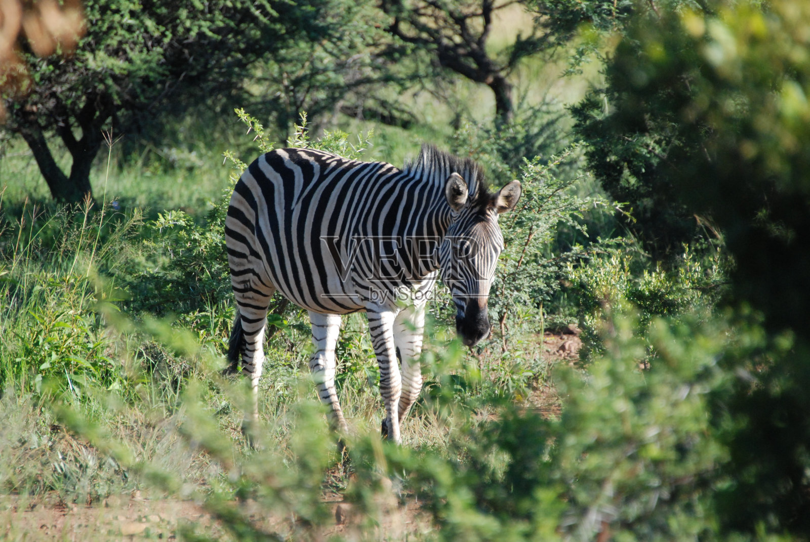 斑马照片摄影图片