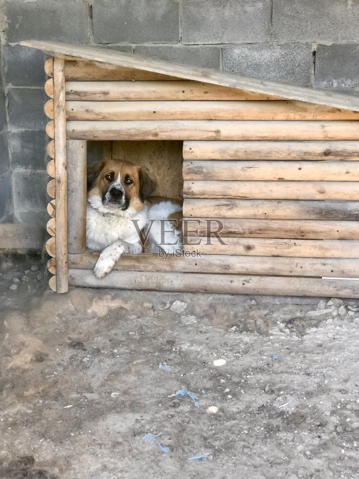 一只巨大的圣伯纳犬坐在他的木制狗屋里看着照片摄影图片