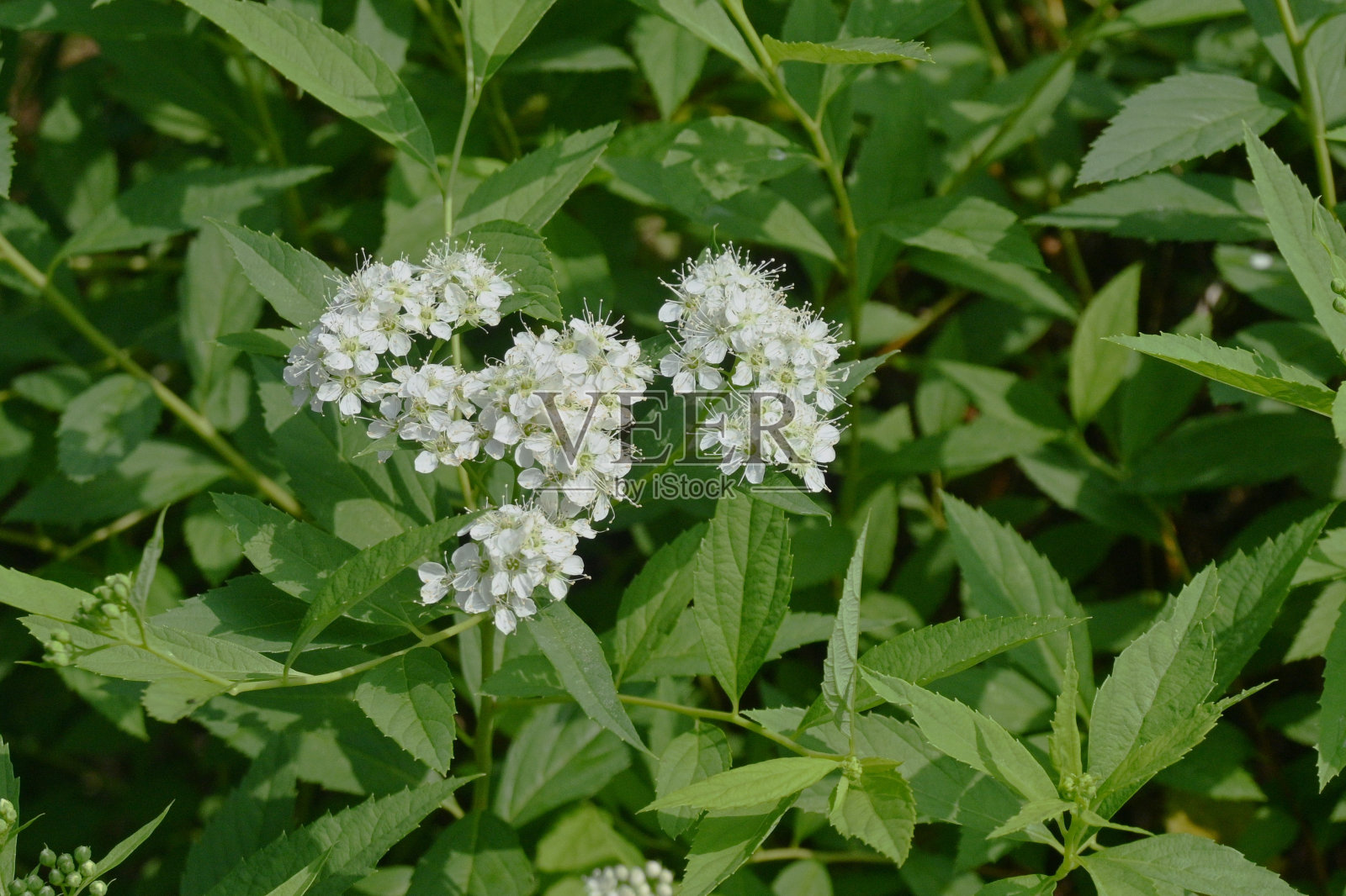 日本绣线菊(spiraea japonica)白花。照片摄影图片