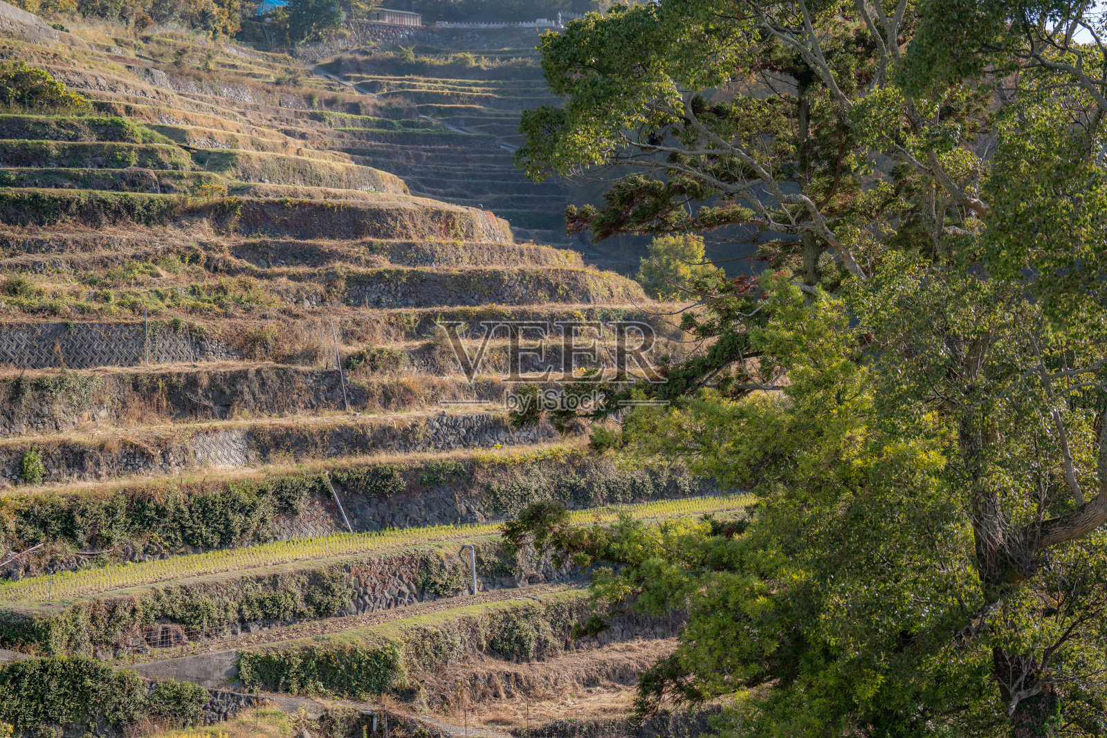 中山稻田照片摄影图片
