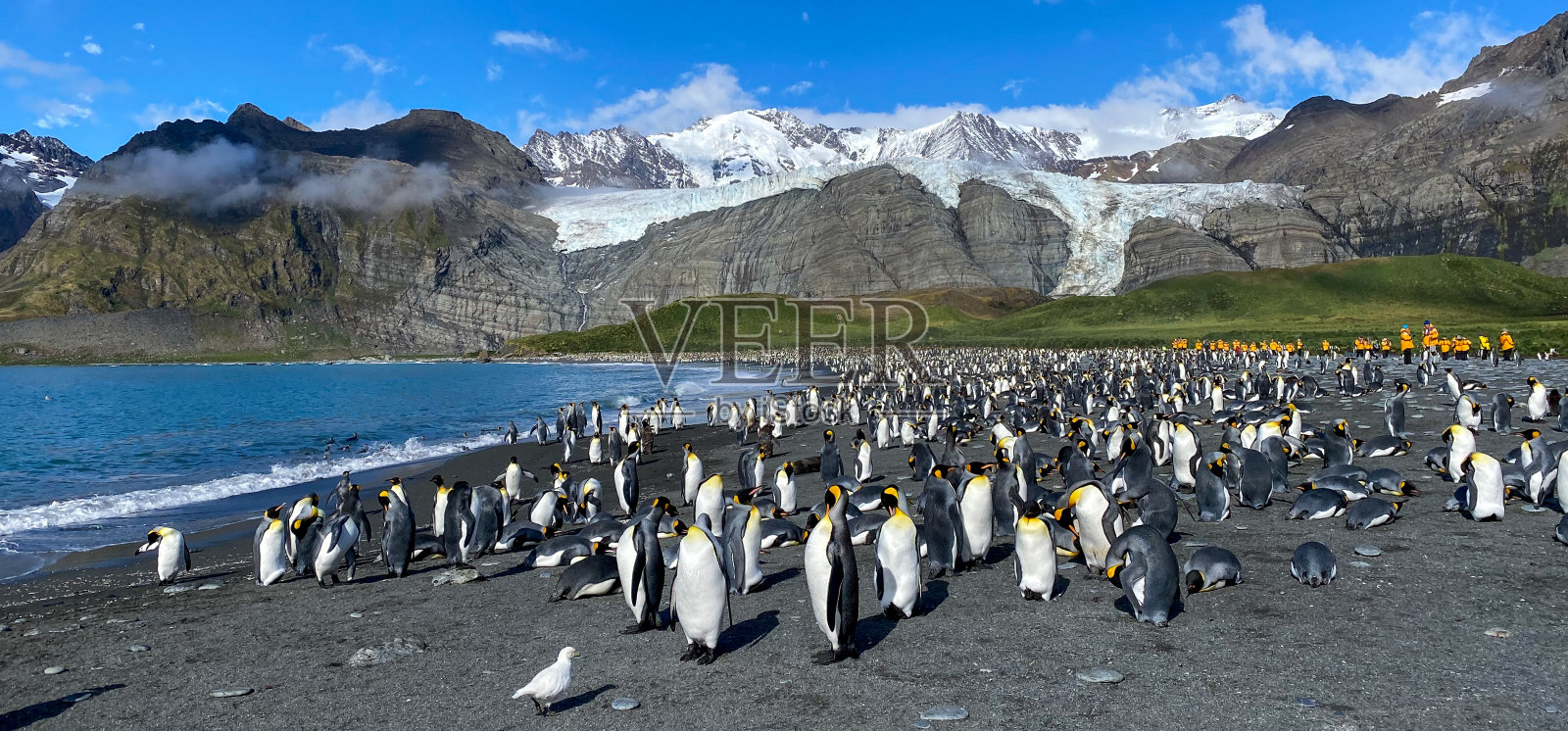 帝企鹅群照片摄影图片