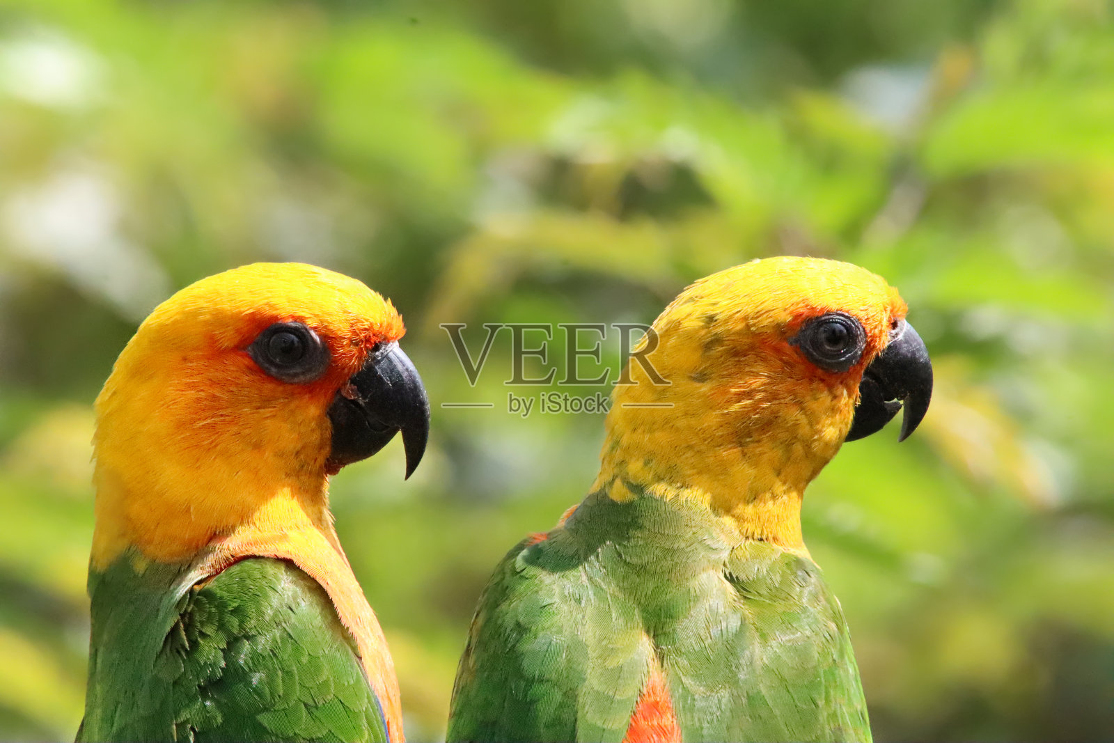 一对太阳conure (Aratinga solstitialis)的特写图像,阳光下栖息在树枝上的鹦鹉,侧面视图,重点在前景照片摄影图片
