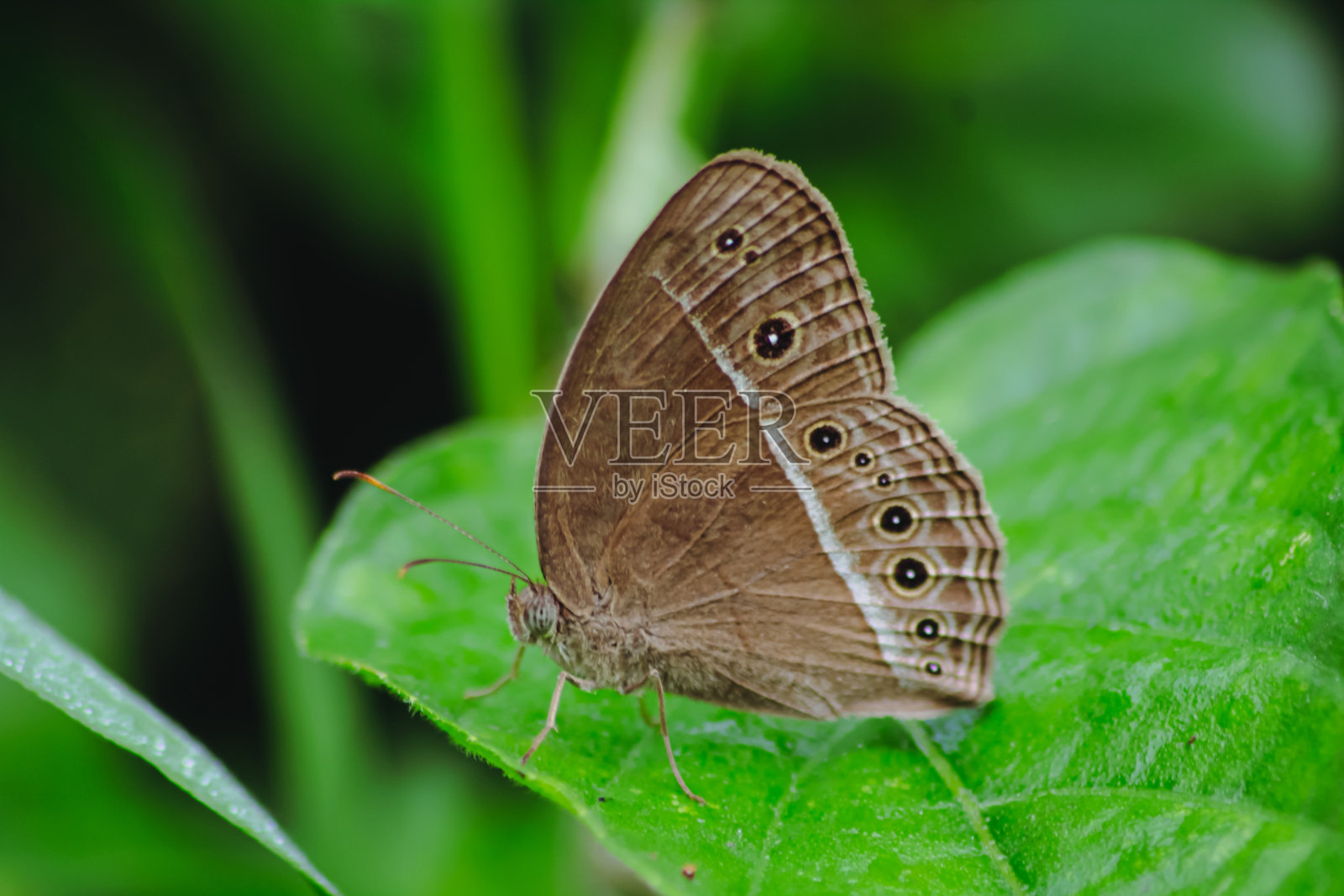 一只蝴蝶在叶子上。照片摄影图片