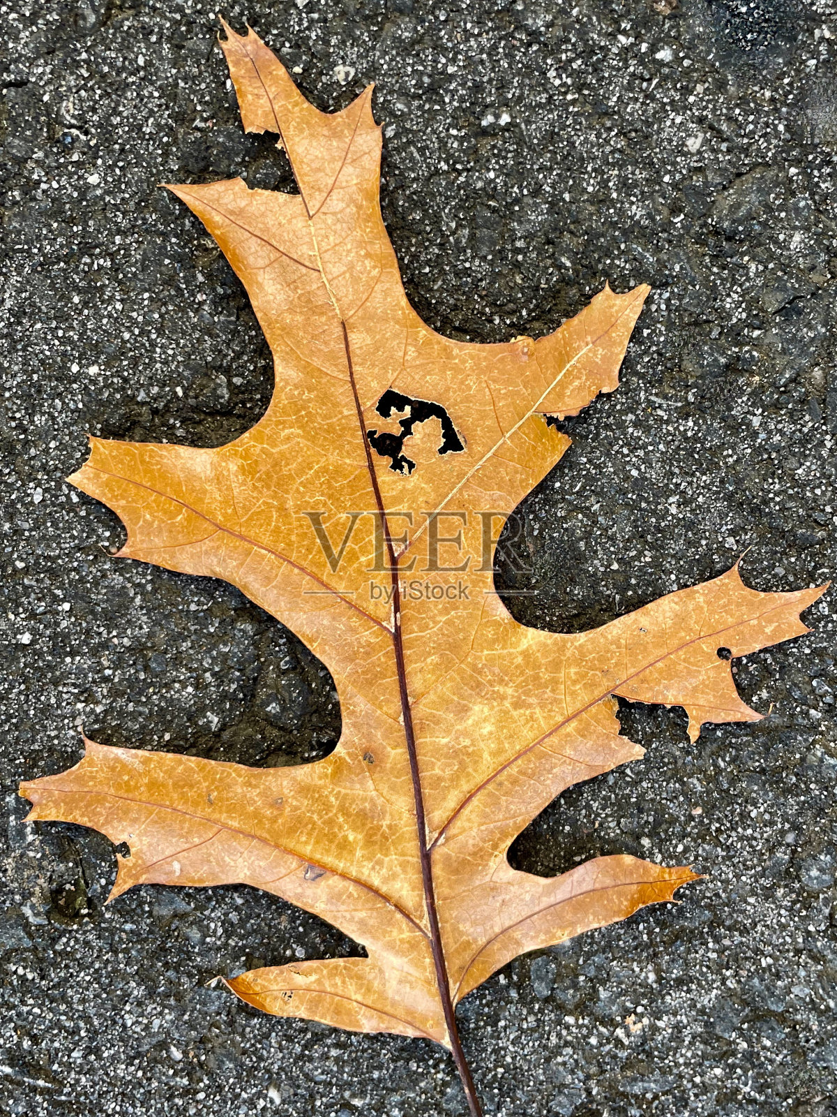 落叶带锚照片摄影图片