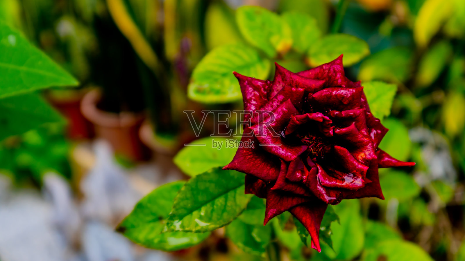 美丽和惊人的玫瑰花为背景照片摄影图片