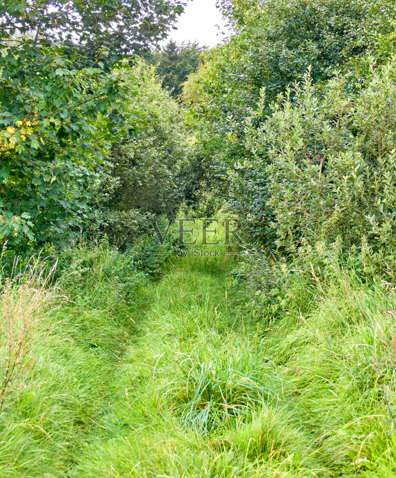 各种类型和季节的树木。一个充满差异的美丽世界照片摄影图片