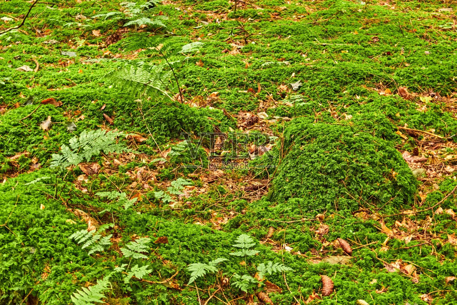 各种类型和季节的树木。一个充满差异的美丽世界照片摄影图片