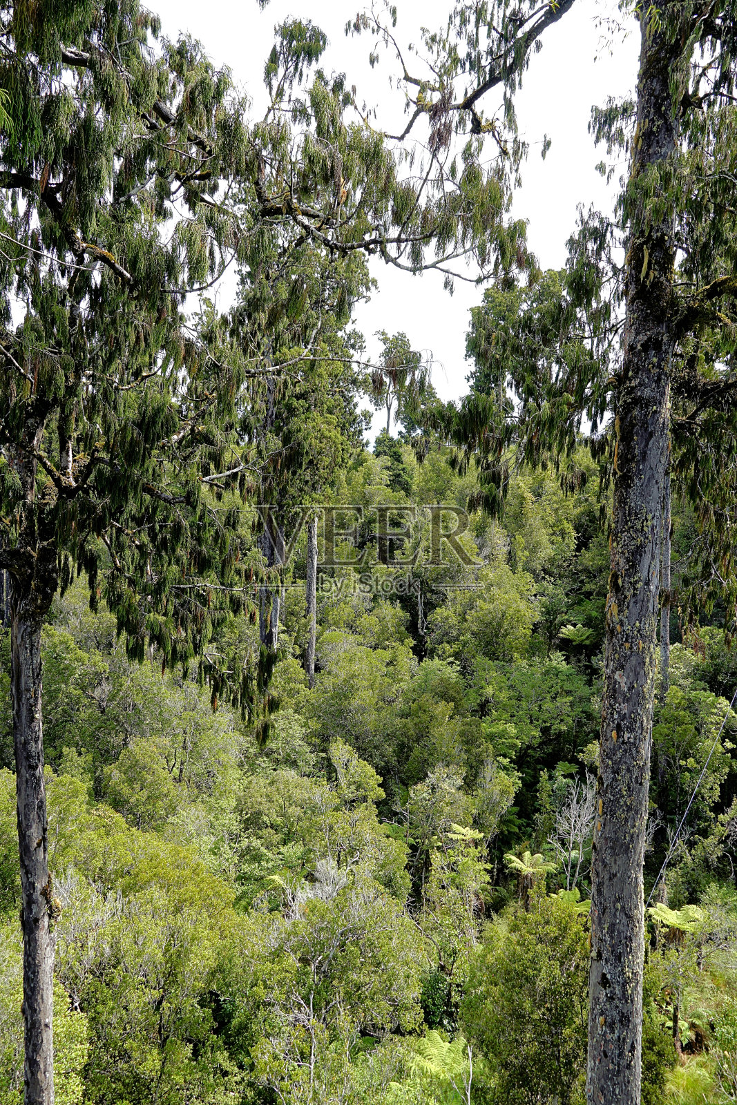 新西兰南岛照片摄影图片