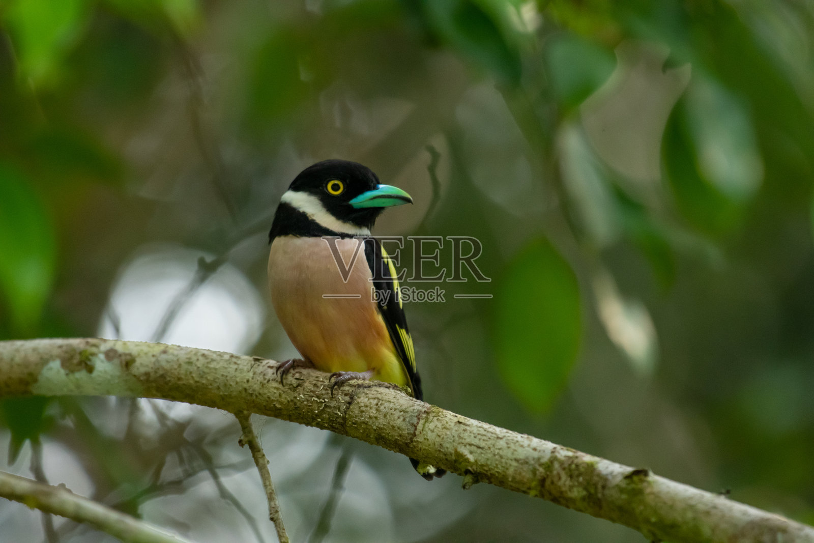 黑色、黄色Broadbill照片摄影图片