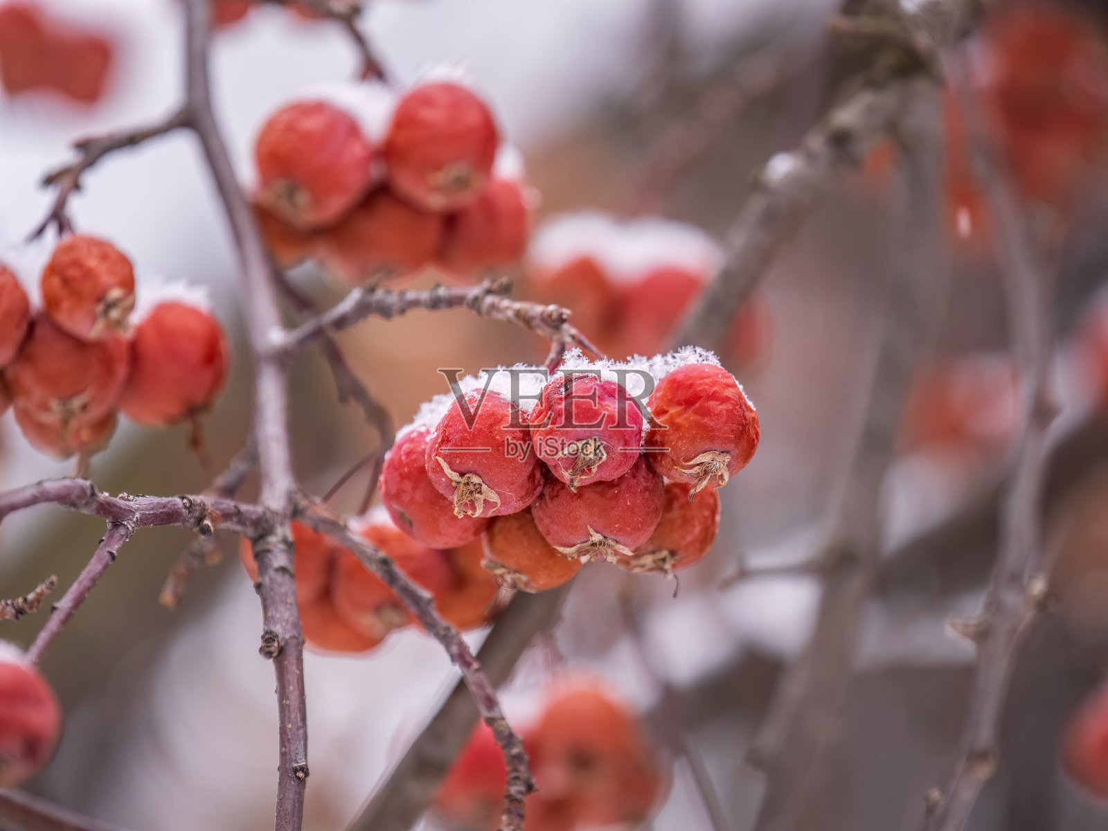 在模糊的背景上,树枝上结满雪的冻红苹果照片摄影图片