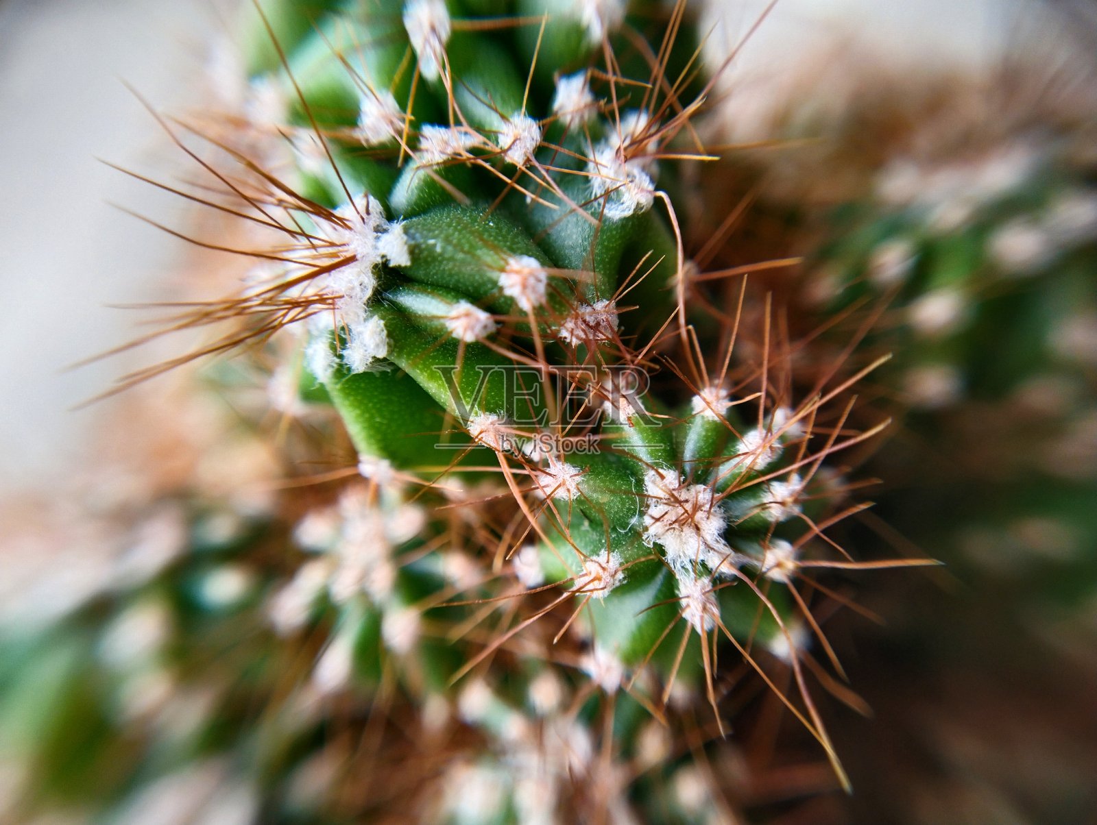 仙人掌特写照片摄影图片