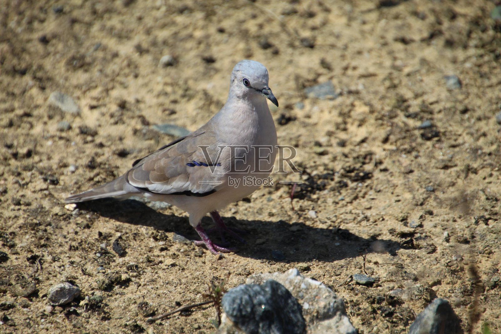 鸽子picuí -哥伦比亚鸟照片摄影图片