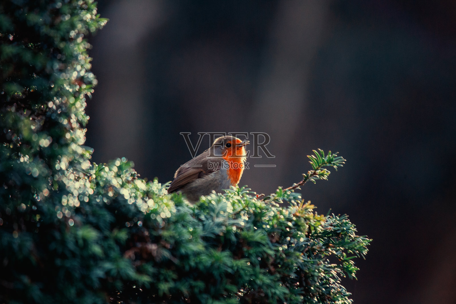 欧洲知更鸟(eithacus rubecula)照片摄影图片