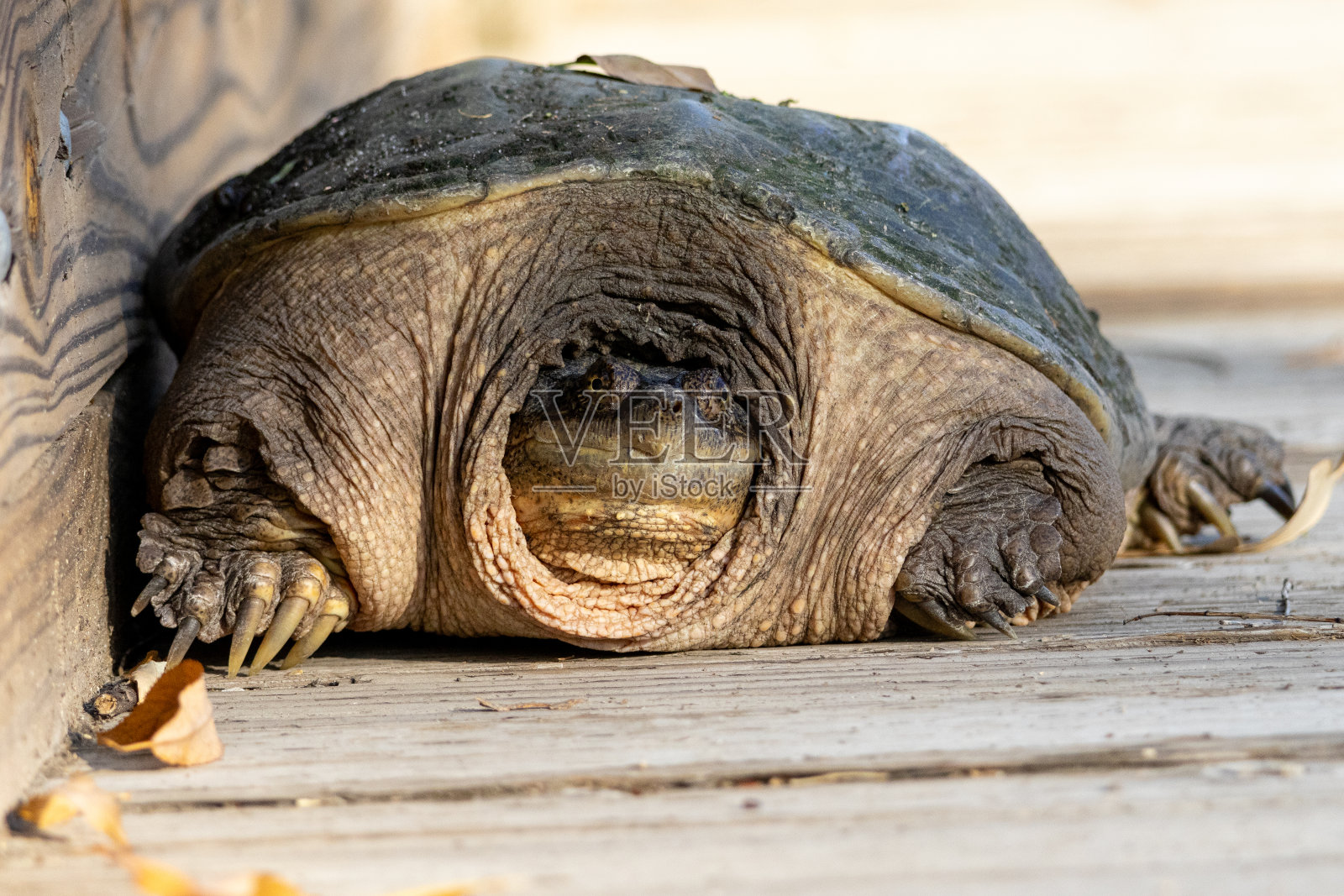 啮龟照片摄影图片