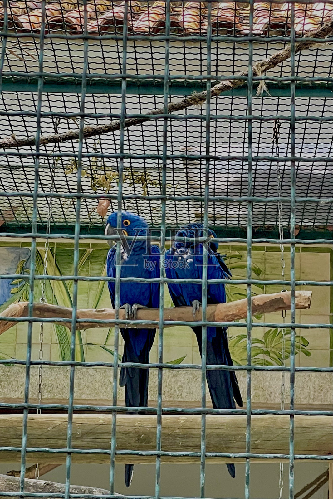 蓝色金刚鹦鹉照片摄影图片