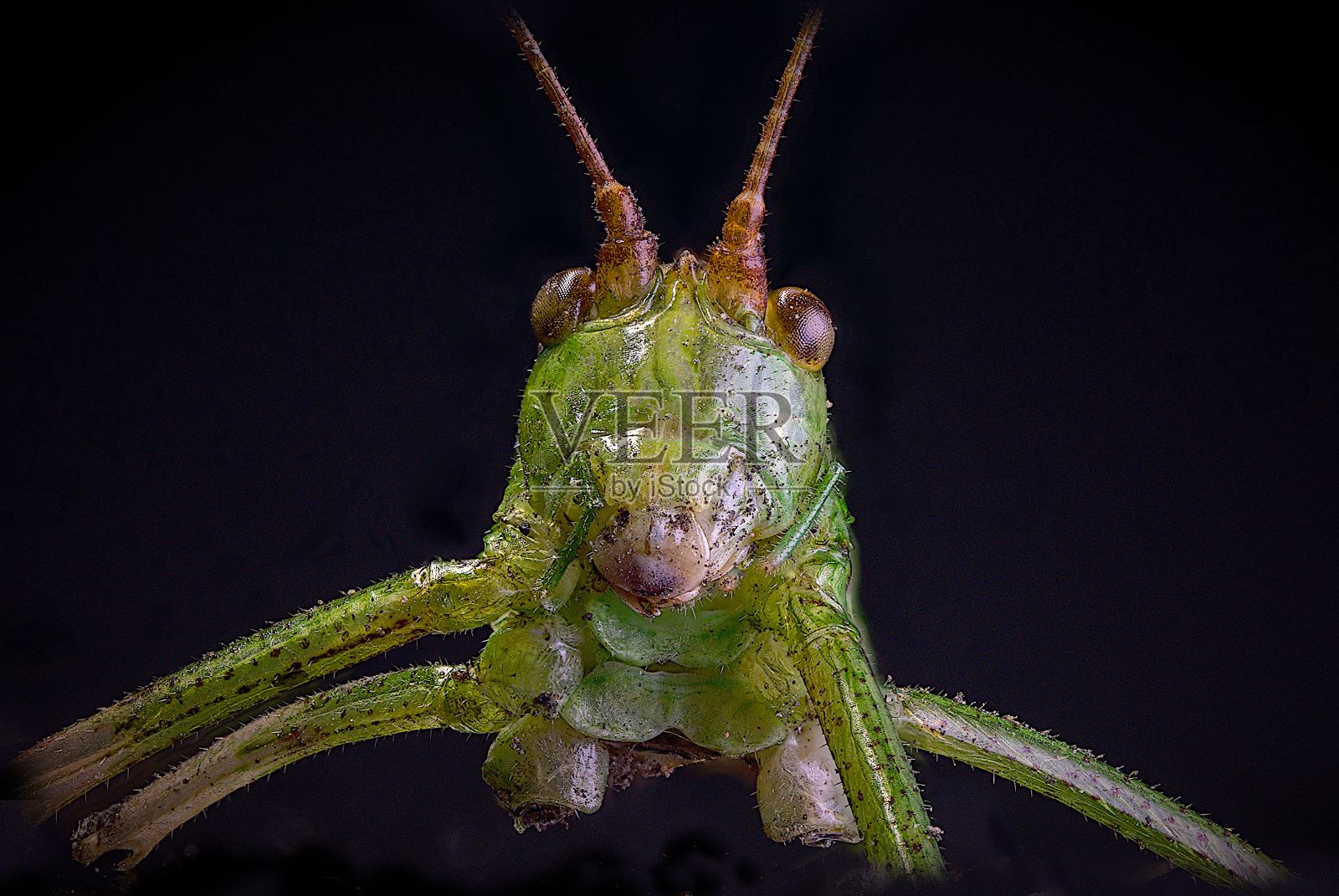 黑色背景上绿色蚱蜢的宏照片摄影图片
