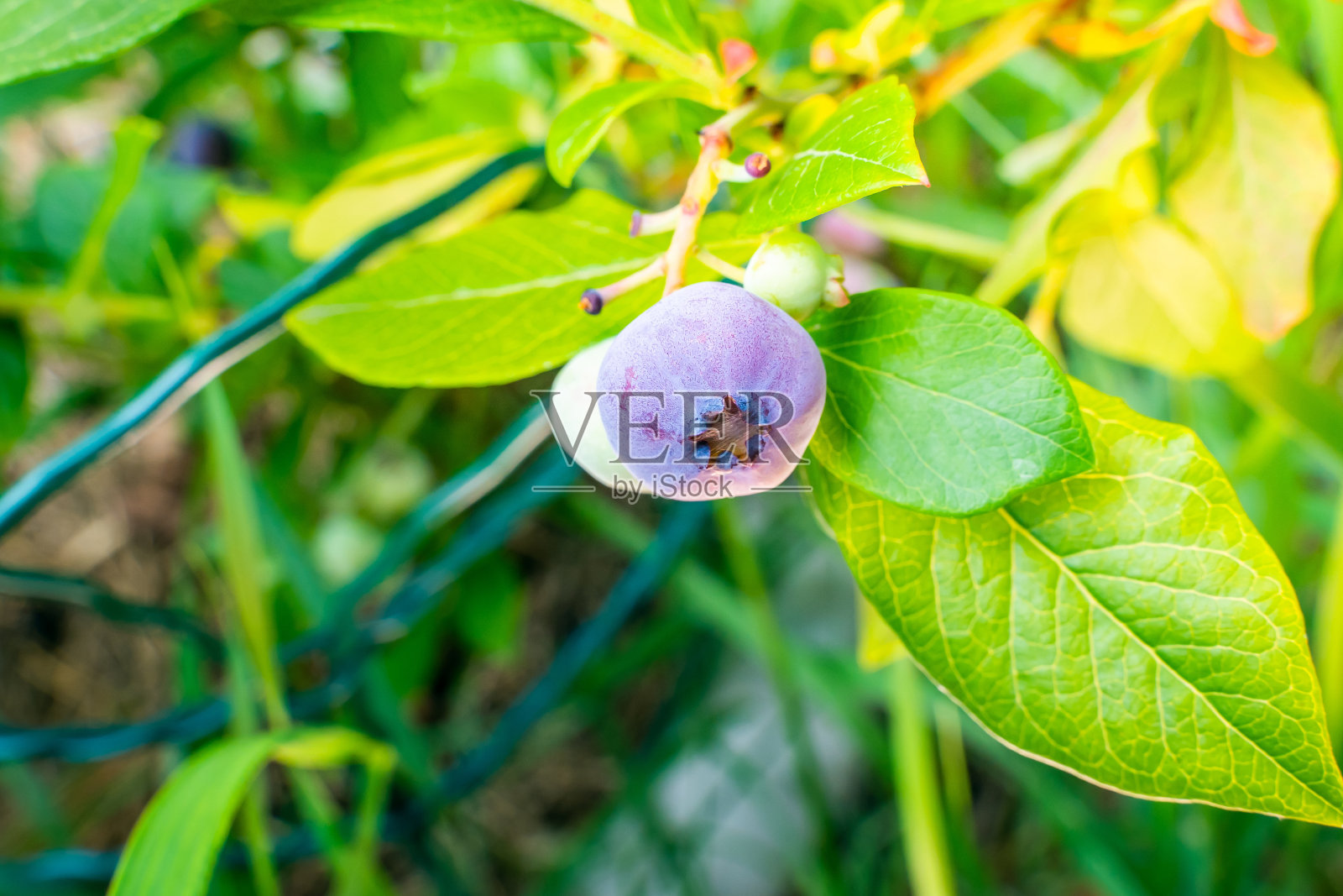 夏天的蓝莓丛和成熟的蓝莓特写。在自家花园里种植健康美味的浆果照片摄影图片