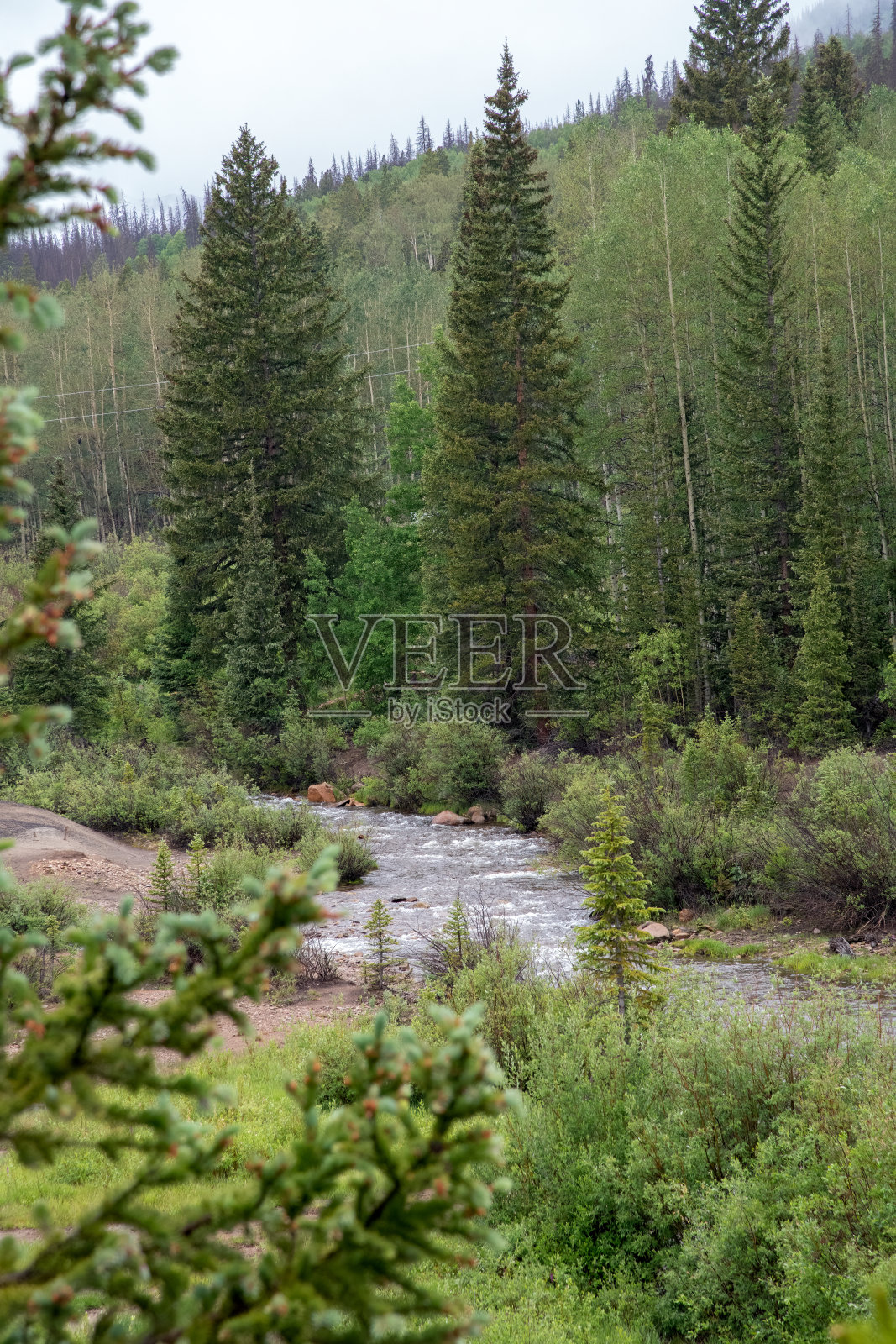 北美洲美国西部科罗拉多州中部的高海拔山溪和所有云杉树照片摄影图片