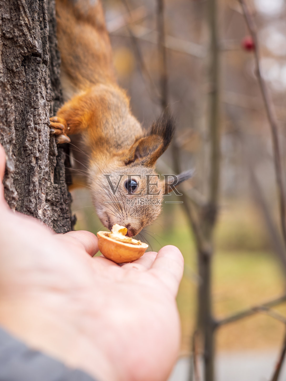 秋天的松鼠吃人手里的坚果。欧亚红松鼠,学名Sciurus vulgaris照片摄影图片