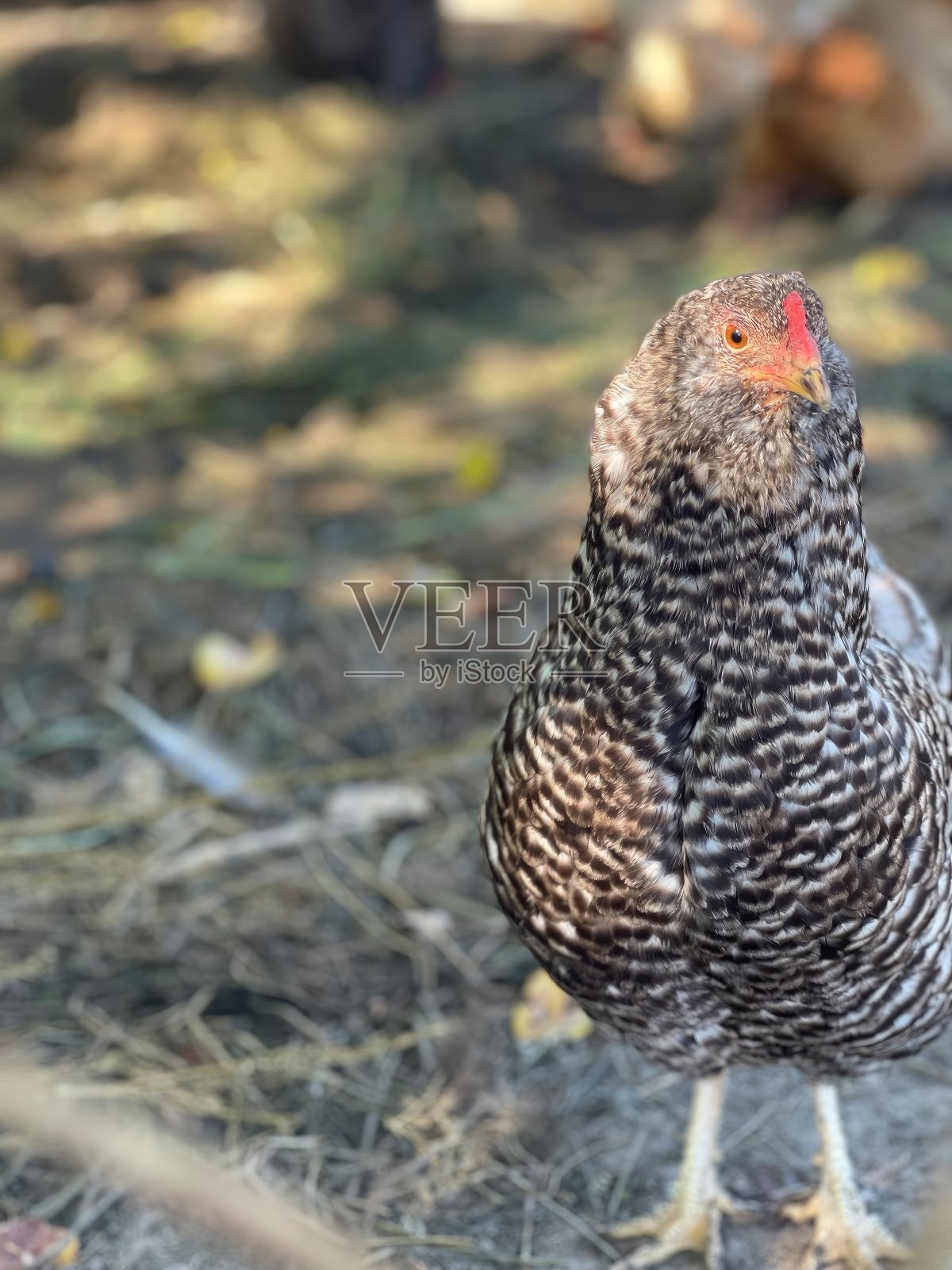 一只有斑点的母鸡站在旁边的干草和树叶的背景下照片摄影图片