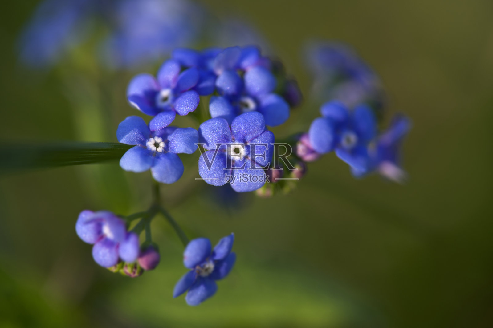 美丽的蓝色照片摄影图片