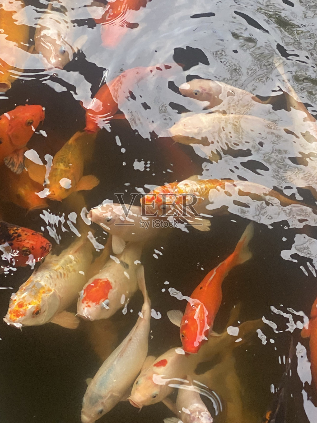 彩色锦鲤近距离拍摄照片摄影图片