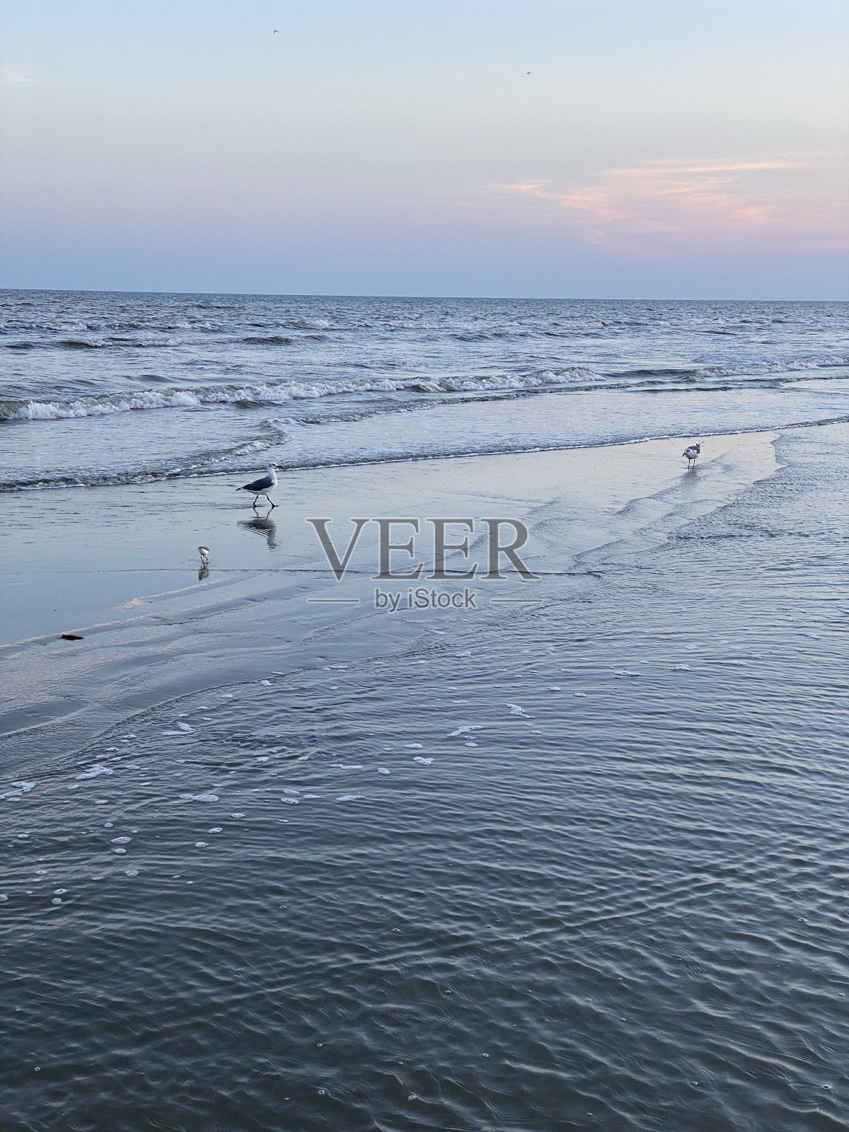 海滩上的鸟儿照片摄影图片