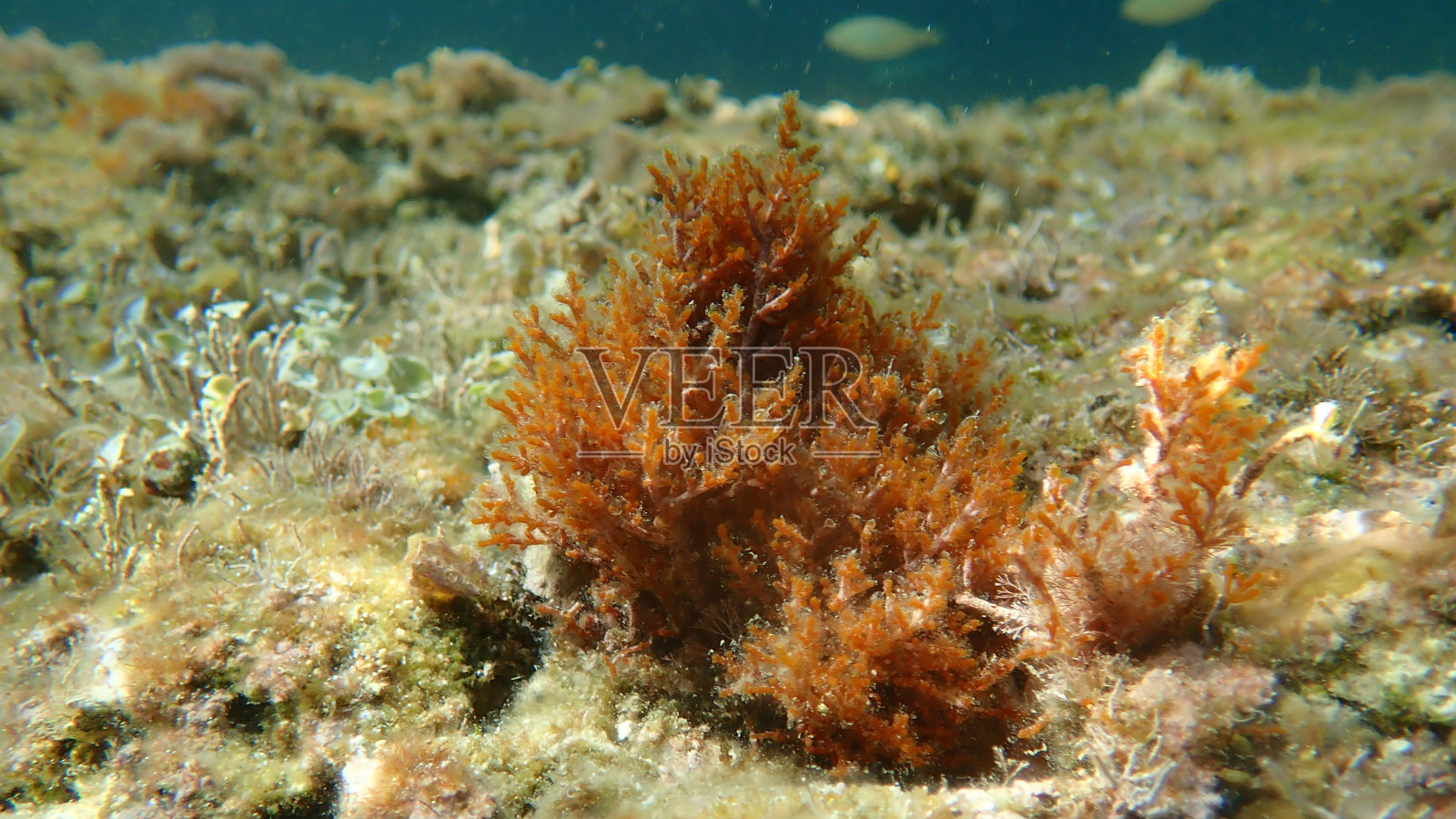 爱琴海海底的红藻照片摄影图片