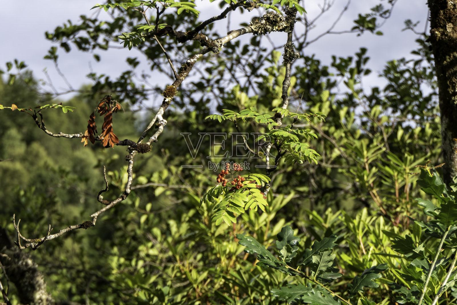 红色成熟的浆果在绿叶之间的特写照片摄影图片
