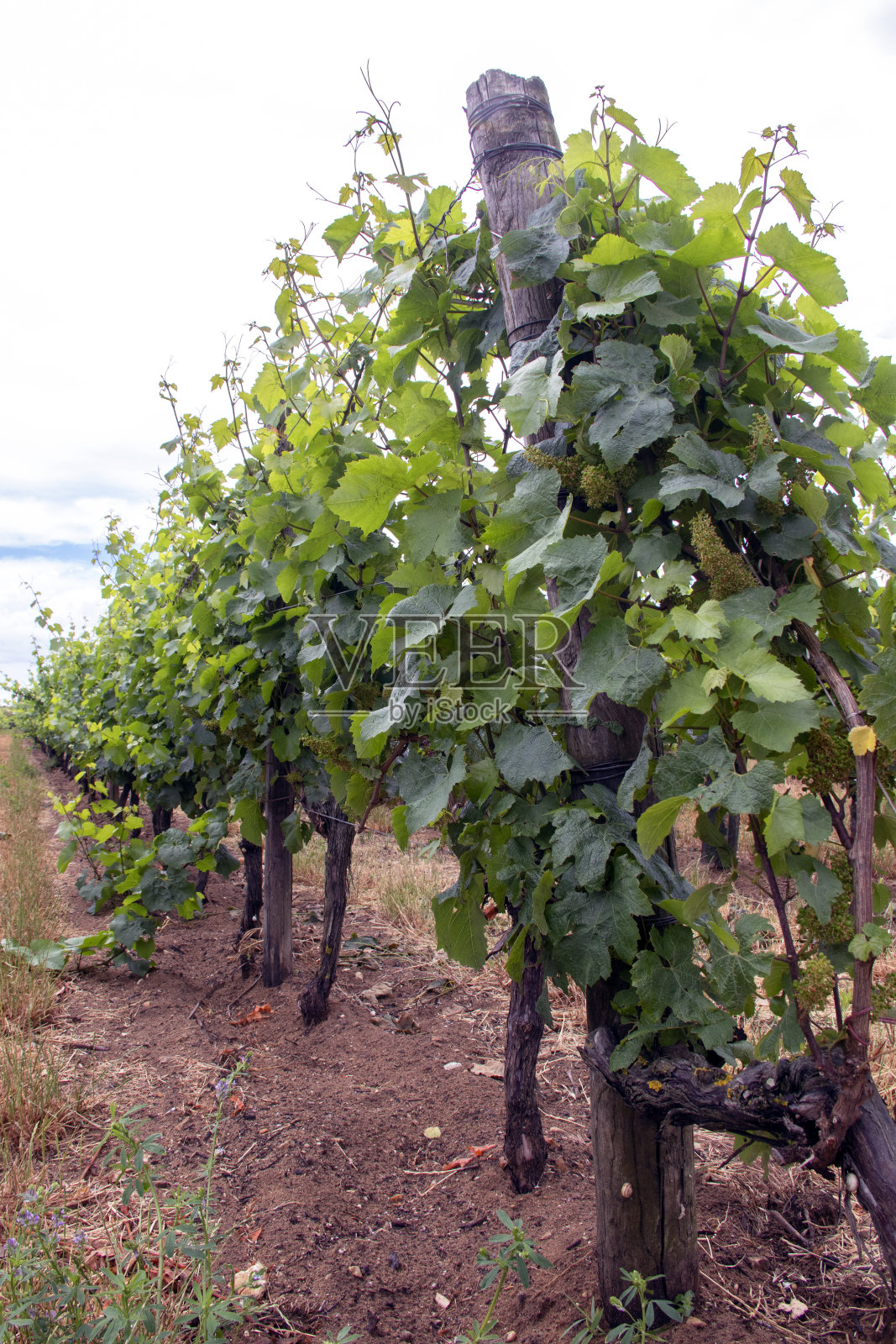 Ars-en-Re。罗伊岛上的葡萄园照片摄影图片