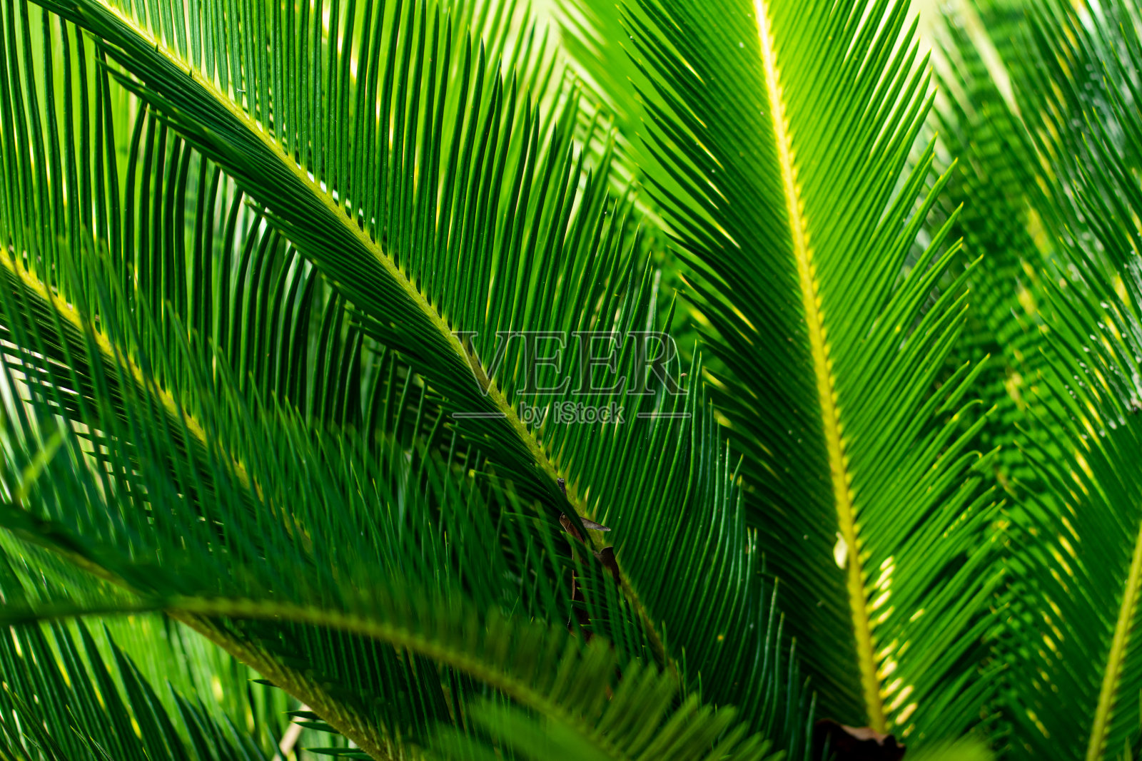 叶脉图案为鉴定阔叶树和灌木提供了方便的线索照片摄影图片