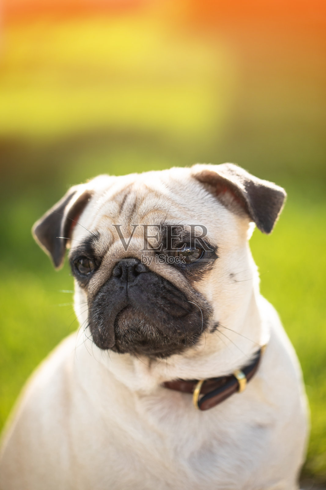 哈巴狗的肖像照片摄影图片