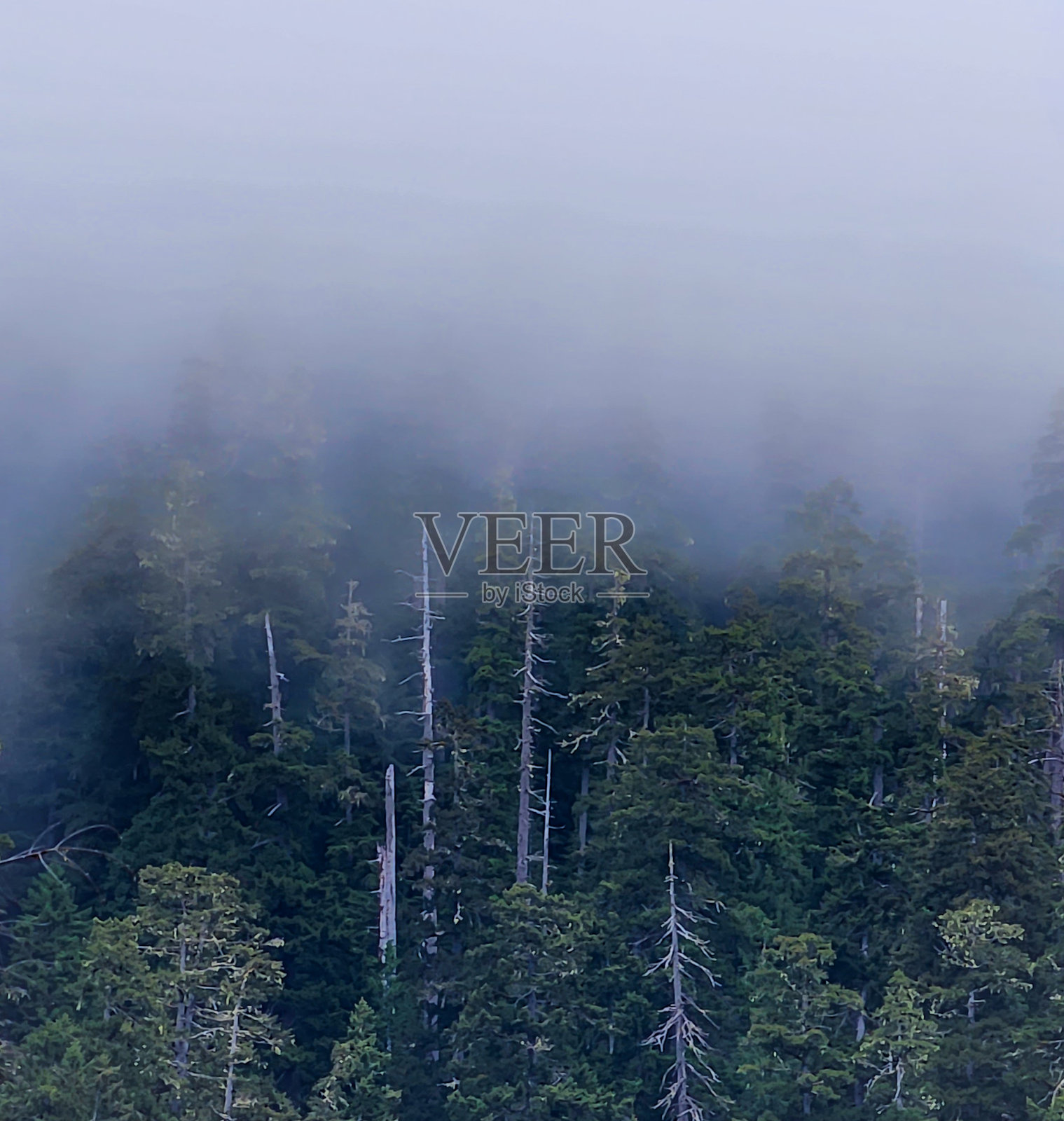 透过薄雾照片摄影图片