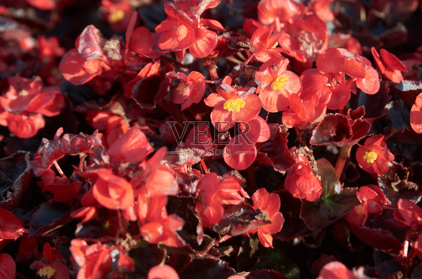 公园里美丽的小红花的特写照片摄影图片