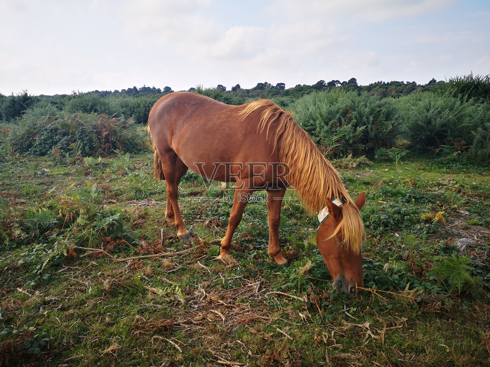 马照片摄影图片