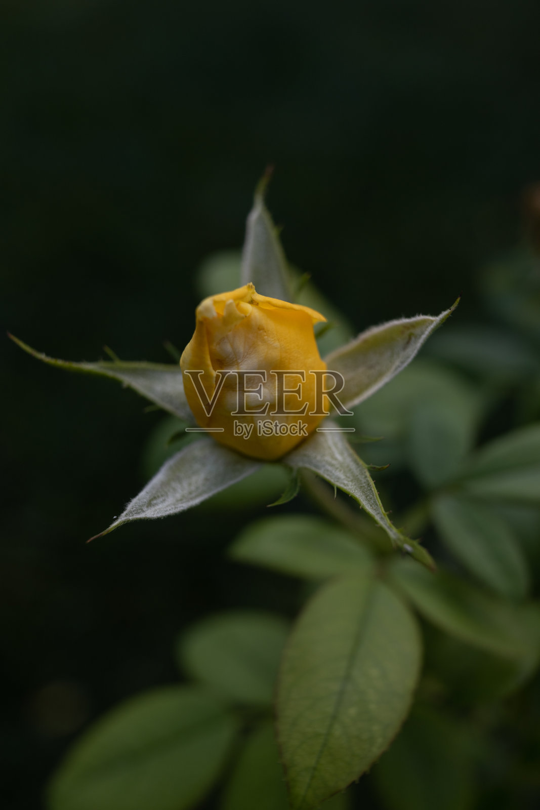 花园的花照片摄影图片