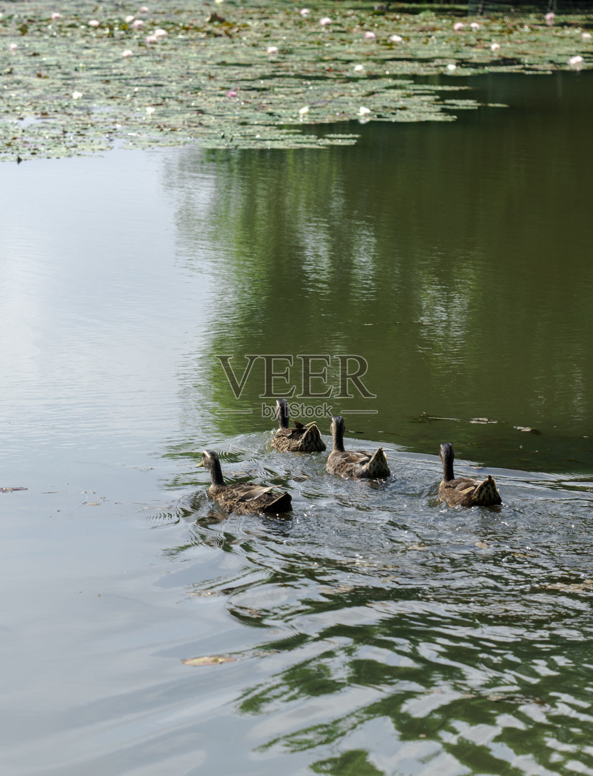 池塘里的鸭子照片摄影图片