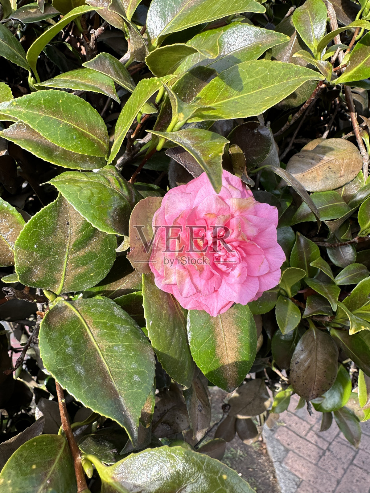 大自然与粉色花朵照片摄影图片