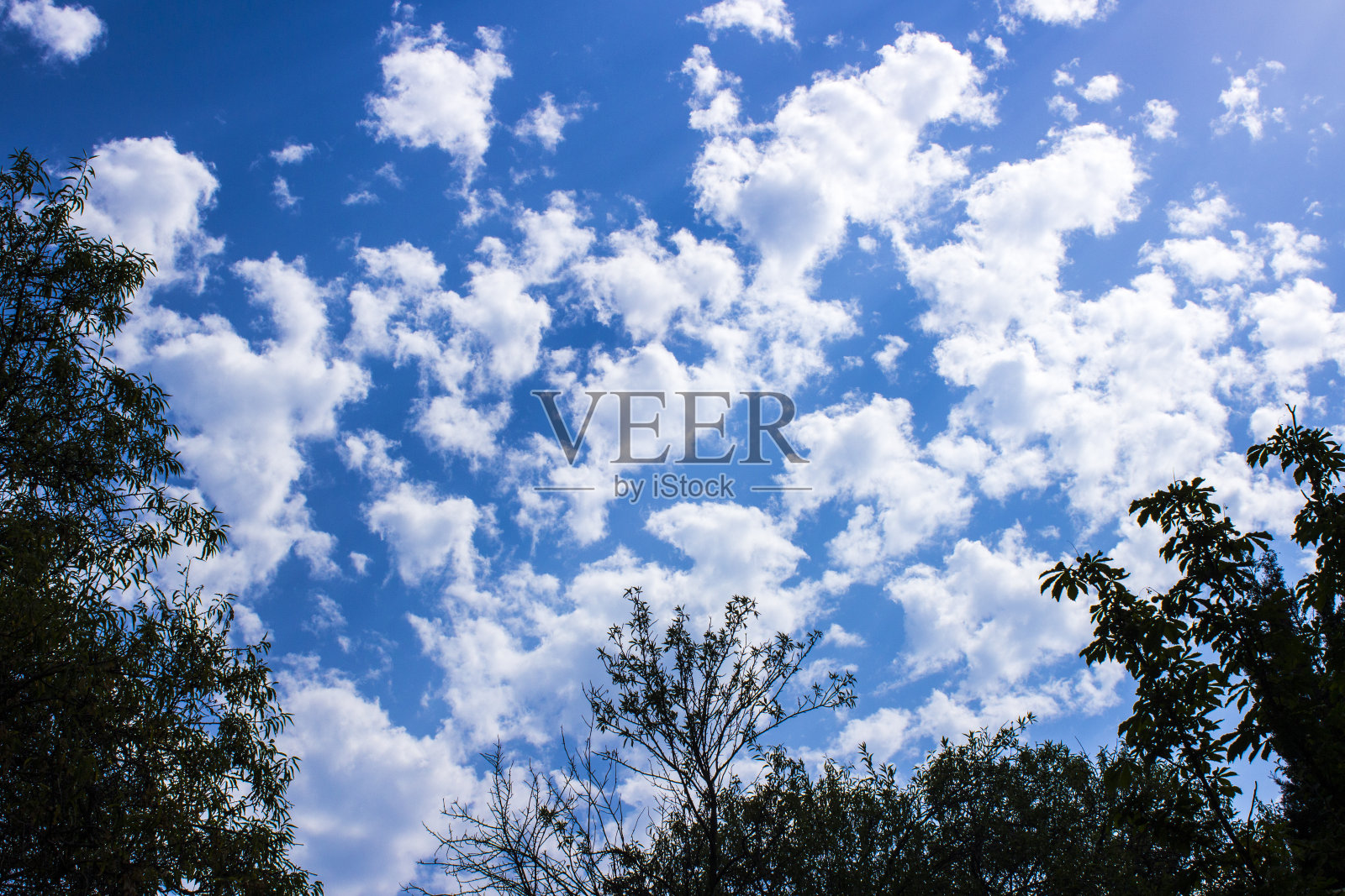 美丽的白云和秋天的树木衬着蓝天。照片摄影图片