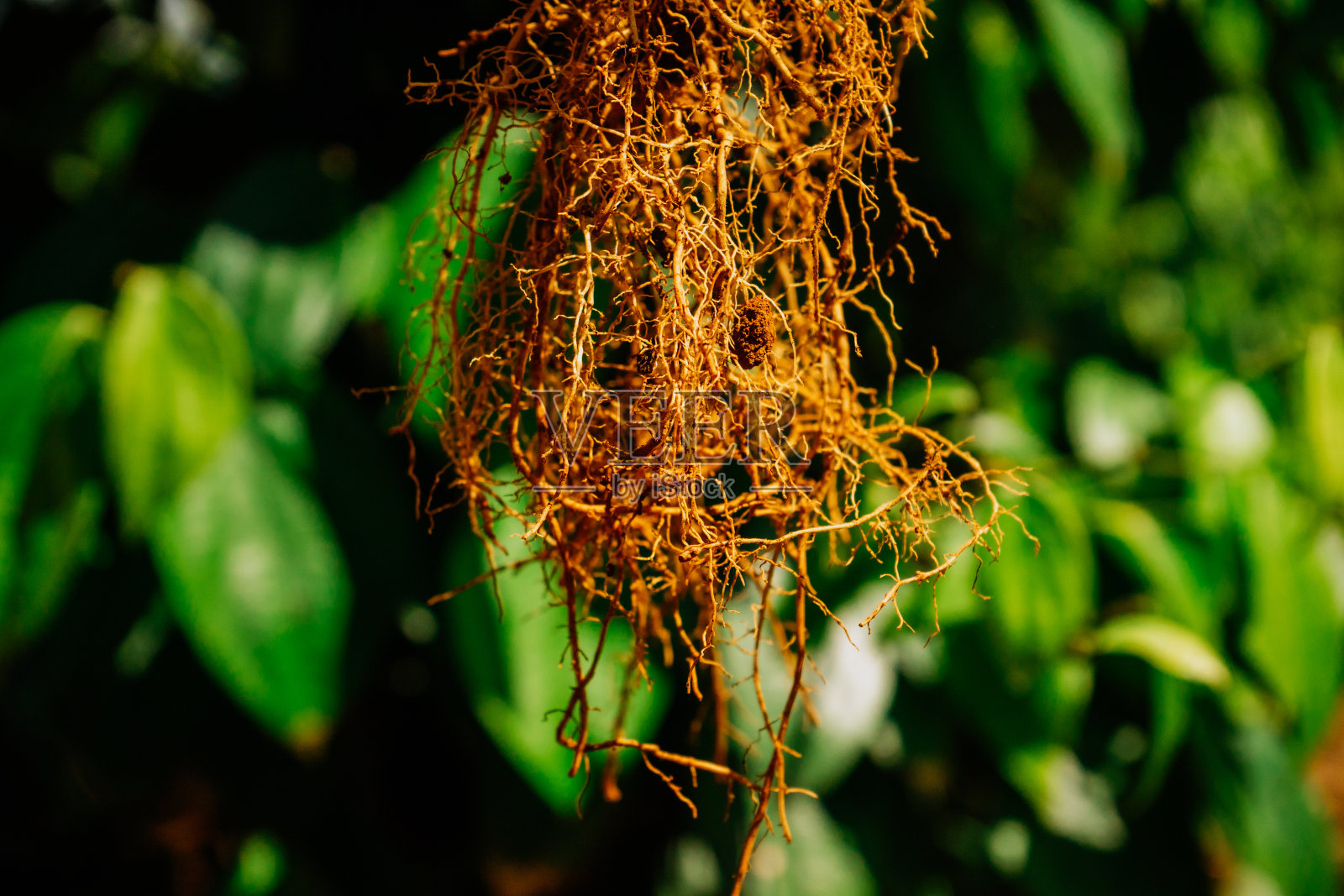 辣椒树根的特写照片,辣椒树根的特写照片,感染了膨胀线虫的辣椒树根,生长在越南林下的辣椒树照片摄影图片