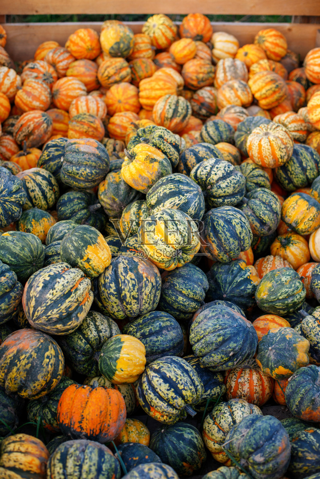 不同种类的南瓜照片摄影图片