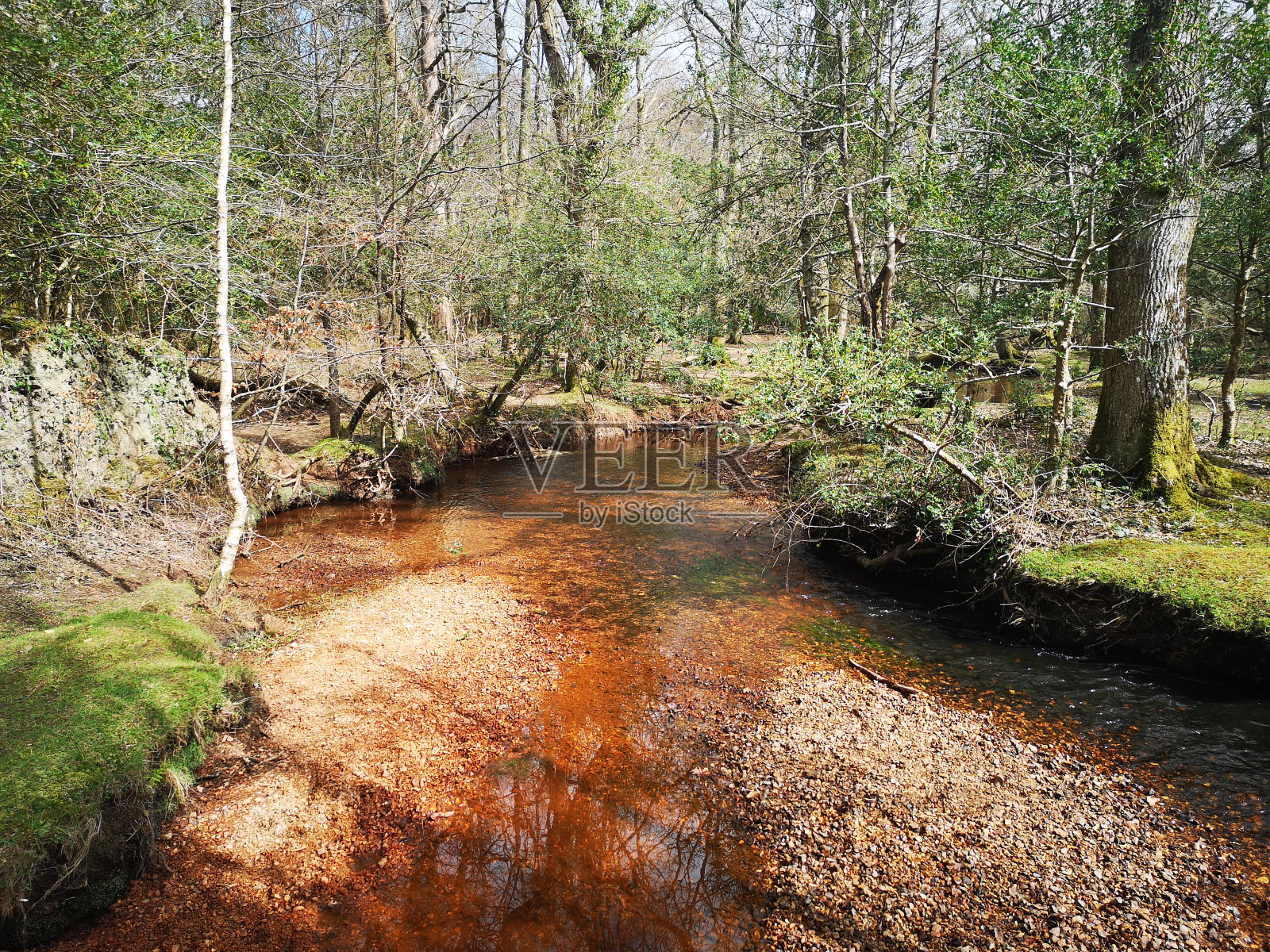 森林照片摄影图片