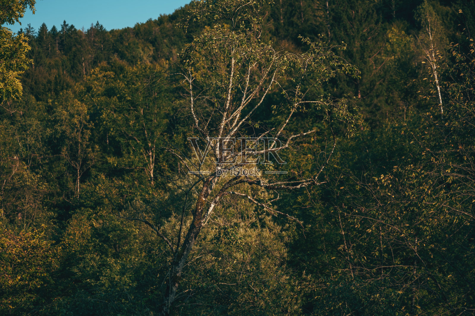 绿林中落叶乔木,光秃秃的树枝照片摄影图片