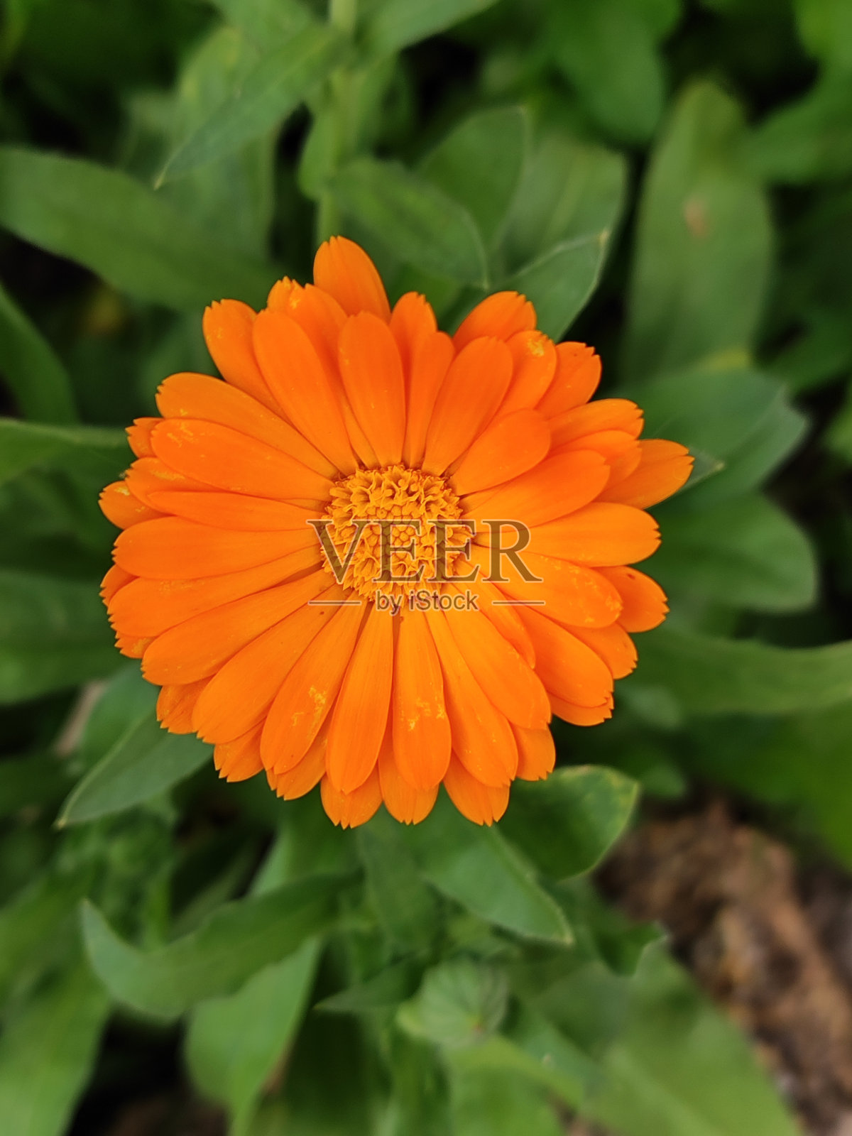 花橙,花瓣绿,自然照片摄影图片