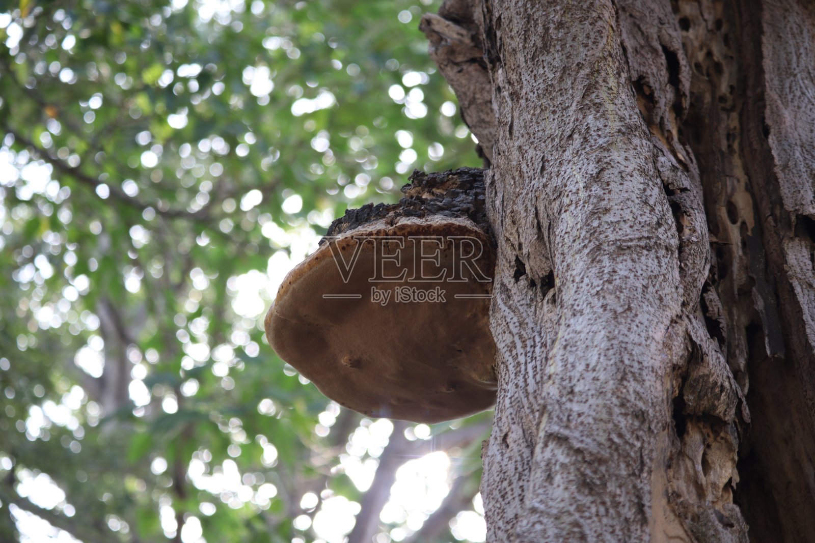 真菌照片摄影图片