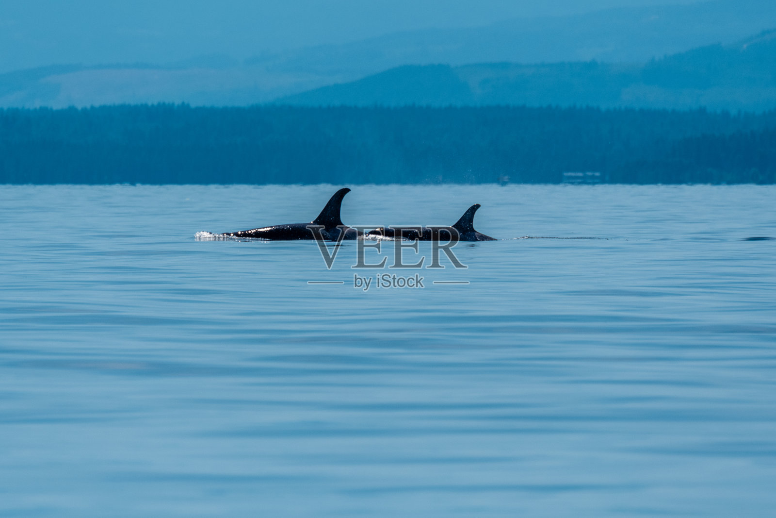 北方居民虎鲸妈妈和宝宝照片摄影图片
